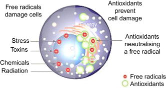 Dual-Healing by DMSO: antioxidant and anti-inflammatory properties