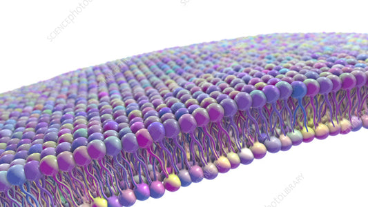 Transdermal Magic: DMSO’s Pathway through the Skin